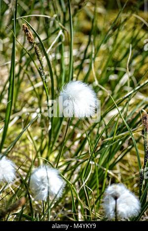 Schöne arktis Baumwolle Gras wachsen in Ilulissat Grönland - Diskobucht - eriphorum Scheuchzeri Stockfoto