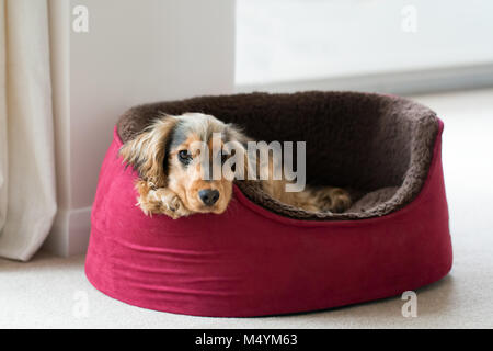 Acht Monate alte englische Cocker Spaniel Welpen anzeigen Stockfoto