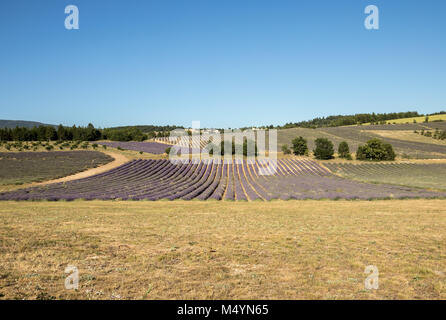 Lavendel-Feld in der Provence, in der Nähe von Sault, Frankreich Stockfoto