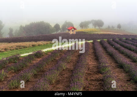 Lavendel Blume Felder Stockfoto