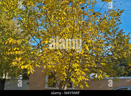 Nussbaum mit gelben Blätter im Herbst Stockfoto