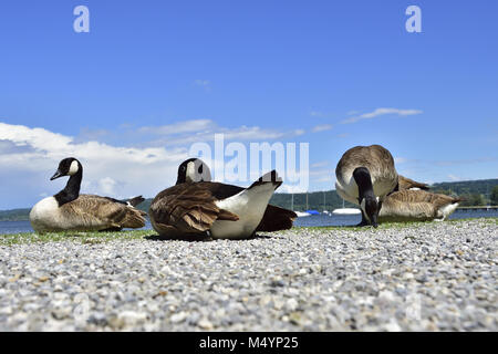 Kanada-Gans Stockfoto