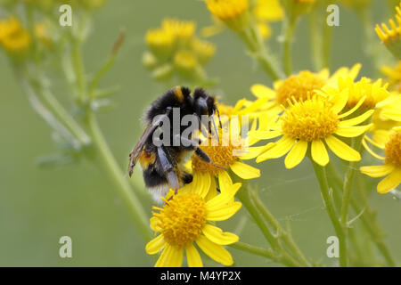 Hummel bei der Arbeit Stockfoto