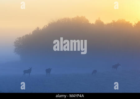 Herde mooses im Morgennebel Stockfoto