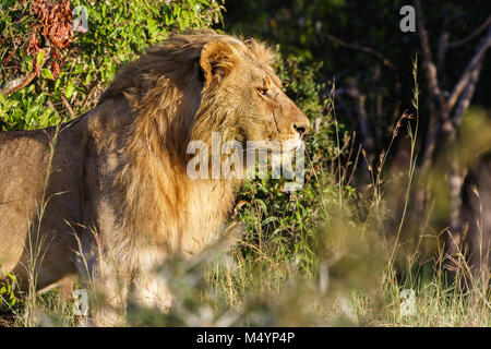 Männlicher Löwe im Busch Stockfoto