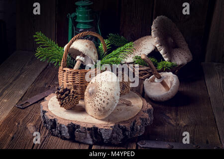 Pilz Parasol (Macrolepiota Procera oder Lepiota Procera) Stockfoto