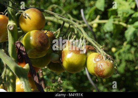 Tomate die Kraut- und Knollenfäule (Phytophthora infestans) Stockfoto