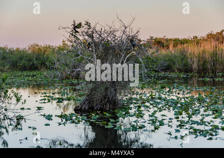 Anhinga Vögel Nester auf Bäumen bei Taylor Slough in den Everglades National Park im Süden von Florida. Stockfoto