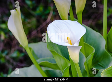 Weiße Calla lily (Arum - Lily) Blüte in Orange County, Kalifornien, Garten. Stockfoto