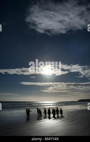 Gruppe der Königspinguine auf einem sandigen Küste, Falkland Inseln. Stockfoto