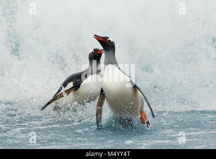 Gentoo Penguins am Ufer von einem stürmischen Atlantik kommen, Falkland Inseln. Stockfoto