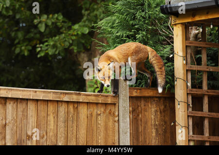 Nahaufnahme eines Red Fox zu Fuß auf den Zaun in den Garten, England, UK. Stockfoto