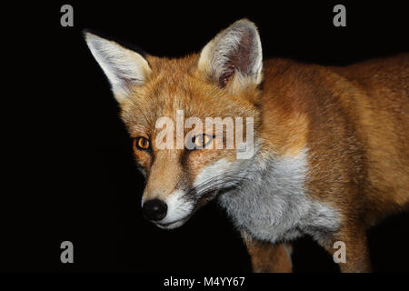 Nahaufnahme eines Red Fox auf schwarzem Hintergrund, England, UK. Stockfoto