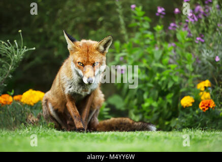 Nahaufnahme einer roten Fuchs im Garten mit Blumen, Sommer in Großbritannien. Stockfoto