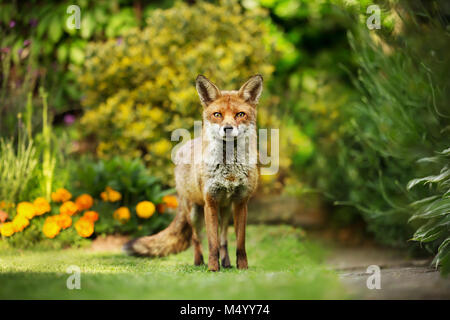 Red Fox stehen im Garten mit Blumen, Sommer in Großbritannien. Stockfoto