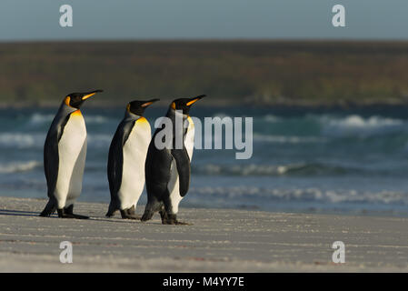 Königspinguine stehend auf einem sandigen Küste durch das Blue Ocean, Sommer in Falkland Inseln. Stockfoto