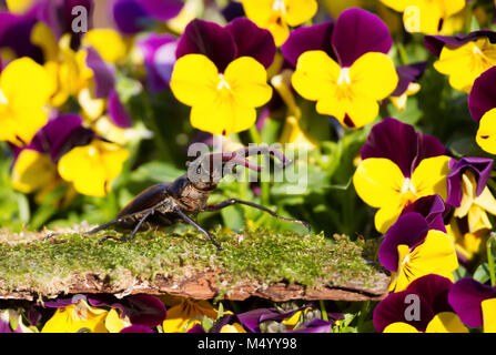 Hirschkäfer (Lucanidae) auf einem moosigen Wald unter violett Blumen im Garten, UK. Stockfoto