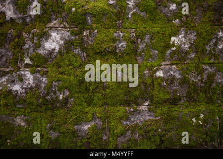 Alte steinerne Wand bedeckte Moos, Hintergrund. Stockfoto