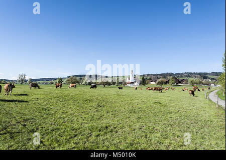 Grasende Kühe auf der Weide in der Schweiz Stockfoto