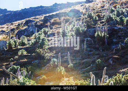 Blumen in der Cordillera Stockfoto