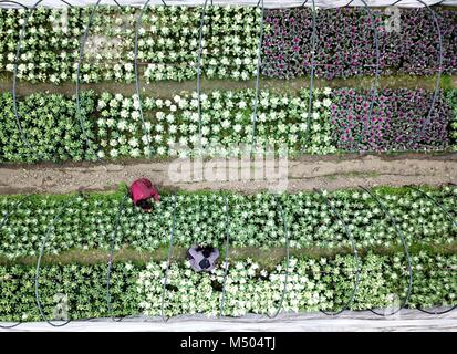 Qiandongnan der chinesischen Provinz Guizhou. 19 Feb, 2018. Die Landwirte dazu neigen, ihre Blumen in ein Feld während der frühen Frühling an Guyang Dorf Majiang County, im Südwesten Chinas Provinz Guizhou, 19.02.2018. Credit: Cai Xingwen/Xinhua/Alamy leben Nachrichten Stockfoto