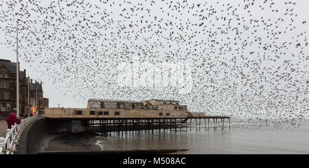 Aberystwyth, Ceredigion, Wales, Großbritannien, 19. Februar 2018 UK Wetter: Stare (Sturnus vulgaris) verlassen ihre Übernachtung roost von der Unterseite von Aberystwyth Pier auf diesem nebligen feuchten Tag. Credit: Ian Jones/Alamy leben Nachrichten Stockfoto