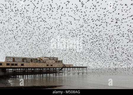 Aberystwyth, Ceredigion, Wales, Großbritannien, 19. Februar 2018 UK Wetter: Stare (Sturnus vulgaris) verlassen ihre Übernachtung roost von der Unterseite von Aberystwyth Pier auf diesem nebligen feuchten Tag. Credit: Ian Jones/Alamy leben Nachrichten Stockfoto