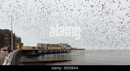 Aberystwyth, Ceredigion, Wales, Großbritannien, 19. Februar 2018 UK Wetter: Stare (Sturnus vulgaris) verlassen ihre Übernachtung roost von der Unterseite von Aberystwyth Pier auf diesem nebligen feuchten Tag. Credit: Ian Jones/Alamy leben Nachrichten Stockfoto