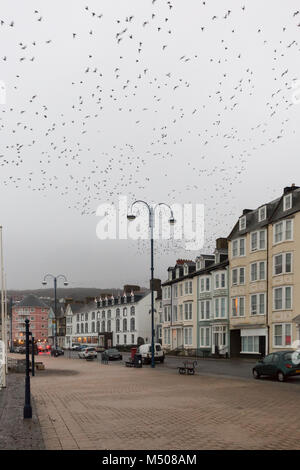 Aberystwyth, Ceredigion, Wales, Großbritannien, 19. Februar 2018 UK Wetter: Stare (Sturnus vulgaris) verlassen ihre Übernachtung roost von der Unterseite von Aberystwyth Pier auf diesem nebligen feuchten Tag. Credit: Ian Jones/Alamy leben Nachrichten Stockfoto