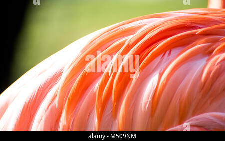 Madrid, Spanien. 19. Februar, 2018. Amerikanische Flamingo (Phoenicopterus Ruber) am Zoo Madrid am 19. Februar in Madrid, Spanien 2018. Quelle: David Gato/Alamy leben Nachrichten Stockfoto