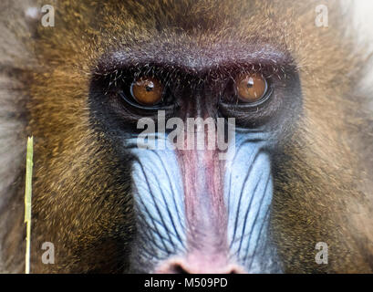 Madrid, Spanien. 19. Februar, 2018. Mandrill (mandrillus Sphinx) am Zoo Madrid am 19. Februar 2018 in Madrid, Spanien. Quelle: David Gato/Alamy leben Nachrichten Stockfoto