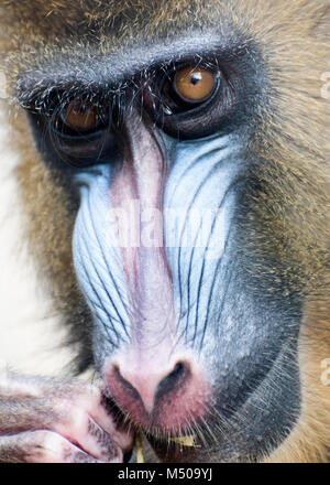 Madrid, Spanien. 19. Februar, 2018. Mandrill (mandrillus Sphinx) am Zoo Madrid am 19. Februar 2018 in Madrid, Spanien. Quelle: David Gato/Alamy leben Nachrichten Stockfoto