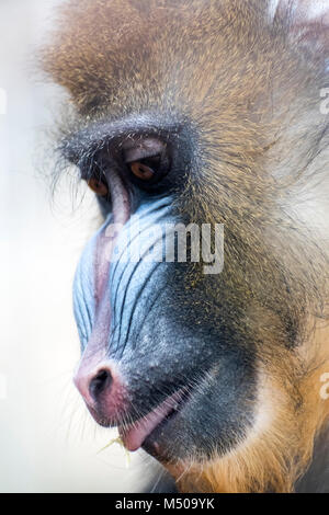 Madrid, Spanien. 19. Februar, 2018. Mandrill (mandrillus Sphinx) am Zoo Madrid am 19. Februar 2018 in Madrid, Spanien. Quelle: David Gato/Alamy leben Nachrichten Stockfoto