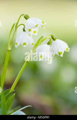 Hodsock Priorat, Nottinghamshire, Großbritannien. Winter, Februar 2018. Stockfoto