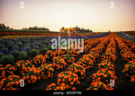 Biei Blumenfelder Stockfoto