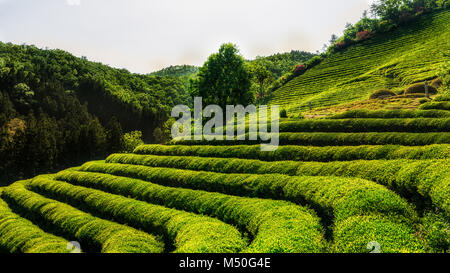 Boseong grüner Tee Feld Stockfoto
