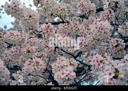 Schöne Sakura Blumen/Kirschblüten in einem großen Cluster mit vielen Blumen als Hintergrund in Kyoto, Japan. Stockfoto