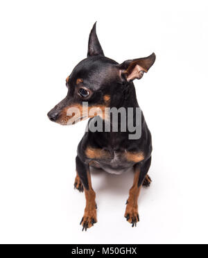 Zwergpinscher sitzen vor weißem Hintergrund Stockfoto
