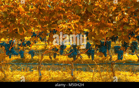 Weinberg im Herbst Farben Stockfoto