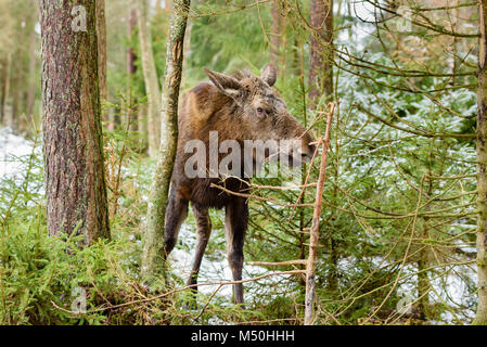 Elch (Alces alces) Jährling zu Fuß den Wald selbst, wahrscheinlich gerade gejagt, von der schwangeren Mutter. Stockfoto