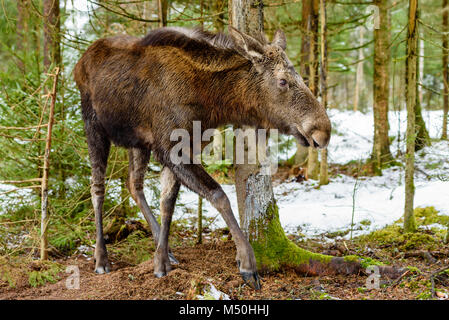 Elch (Alces alces) Jährling zu Fuß den Wald selbst, wahrscheinlich gerade gejagt, von der schwangeren Mutter. Stockfoto