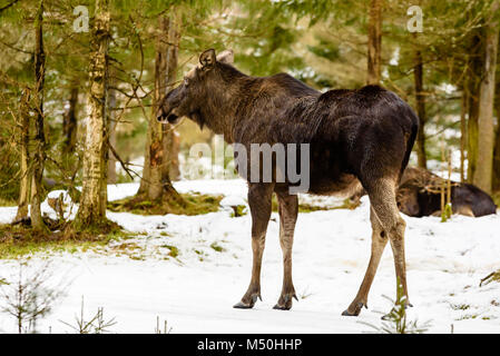 Nach weiblichen Elch (Alces alces) auf einem verschneiten Wald Straße, der in die Ferne. In der Hintergrund verschwommen ist ein zweiter Elch res Stockfoto