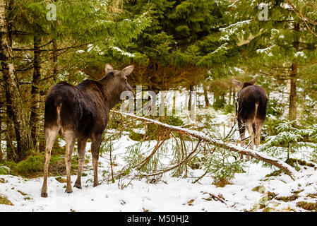 Zwei weibliche Elch (alces alces) Walking im Winter Wald landschaft. Stockfoto