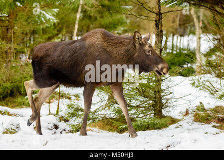 Weibliche Elch (Alces alces) Wandern im winterlichen Wald landschaft. Stockfoto