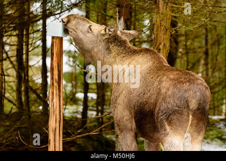 Weibliche Elch (Alces alces), eine gut benötigten Dosis von Mineralien zu einem Mineral Salz lecken lecken oder in den Wald. Stockfoto