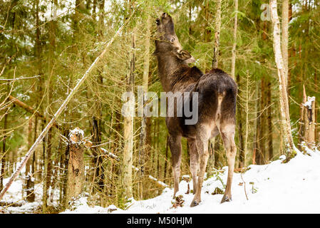 Elch (Alces alces) weibliche Stretching hohe Zweige der Fichte Nägel auf einer schiefen Baum im Winter zu erreichen. Stockfoto