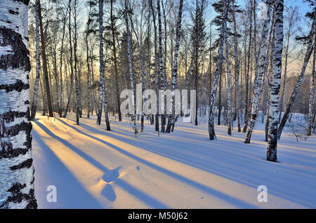 Winterlandschaft - Sonnenuntergang im Birch Grove. Stockfoto