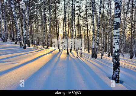 Winterlandschaft - Sonnenuntergang im Birch Grove. Stockfoto