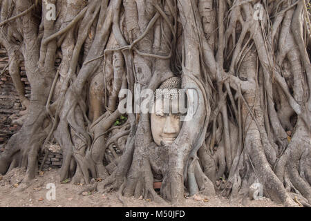 Überwucherte Buddha Kopf Statue in Wat Maha That, in einem buddhistischen Kloster und Tempel in der Stadt von Ayutthaya Historical Park, Thailand. Stockfoto