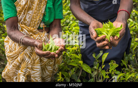 Teepflückerinnen in Nuwara Eliya, Sri Lanka Stockfoto